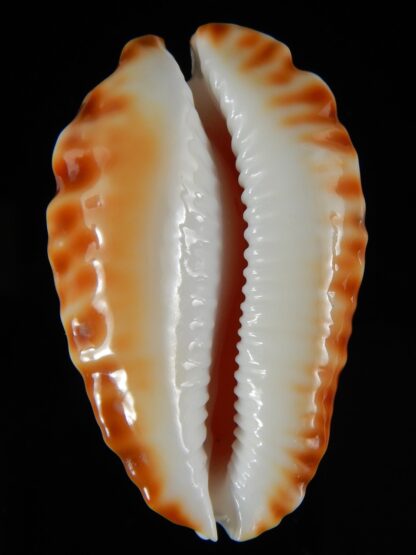 Zoila ketyana bataviensis ...Orange... 48,32 mm Gem-55435