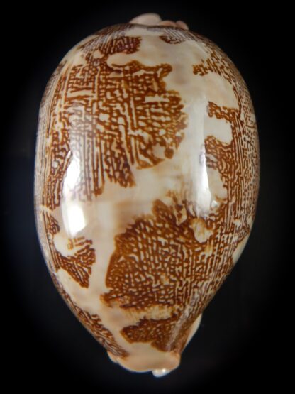 Leporicypraea mappa geographica rewa f. ROVAE 70,27 mm Gem-55538