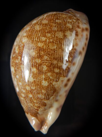 Leporicypraea mappa geographica rewa f. ROVAE 67,65 mm F+++/Gem-55518