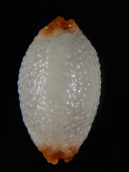 Staphylaea staphylaea consobrina N&R 22,06 mm Gem -55884