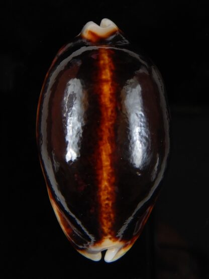 Mauritia eglantina eglantina N&R 52,45 mm Gem-56255