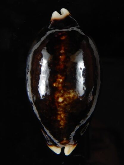 Mauritia eglantina eglantina N&R 56,26 mm Gem -56325