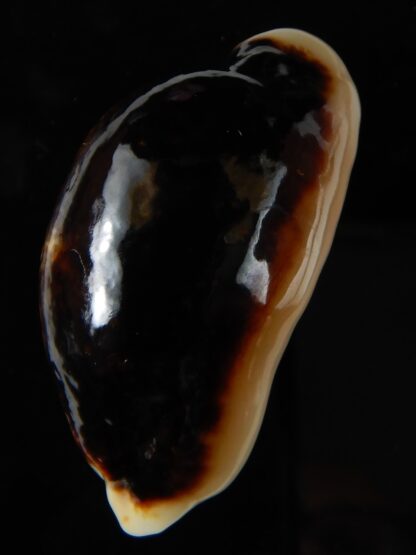 Mauritia eglantina eglantina N&R 56,26 mm Gem -56328