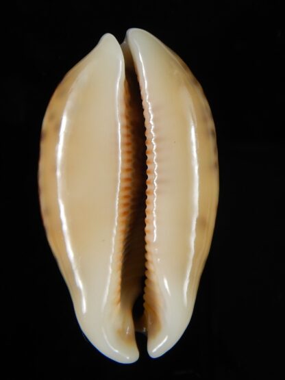 Mauritia eglantina eglantina N&R 49,30 mm Gem-56202