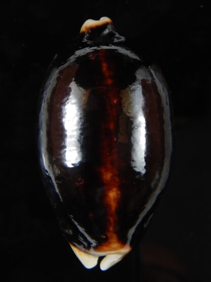 Mauritia eglantina eglantina N&R 54,75 mm Gem-56269