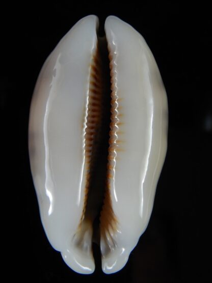 Mauritia eglantina eglantina N&R 55,17 mm Gem-56286
