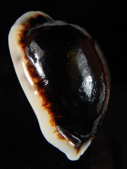Mauritia eglantina eglantina N&R 55,17 mm Gem-56285
