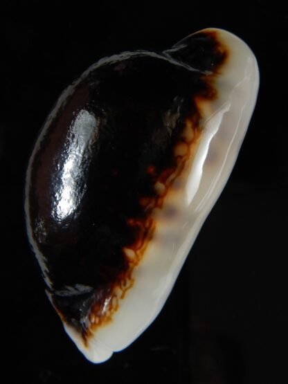 Mauritia eglantina eglantina N&R 55,17 mm Gem-56287