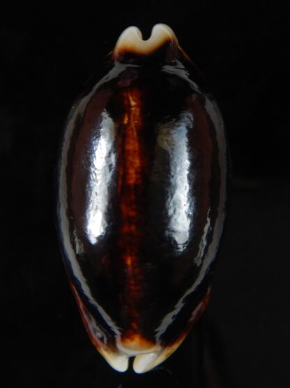 Mauritia eglantina eglantina N&R 55,27 mm Gem-56297