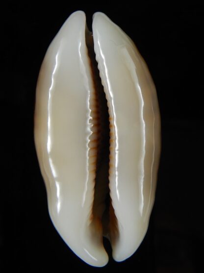 Mauritia eglantina eglantina N&R 55,27 mm Gem-56299