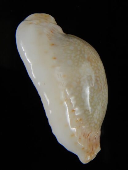 Erosaria erosa chlorizans N&R 40,10 mm Gem-55927