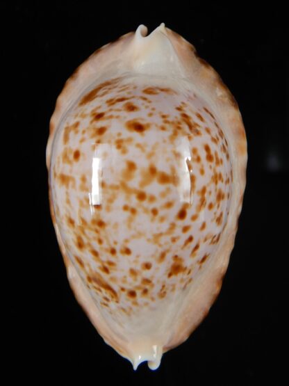 Zoila ketyana bataviensis 49,67 mm Gem -55404