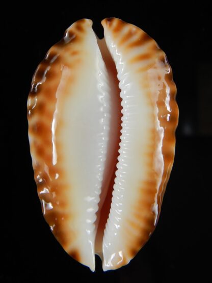 Zoila ketyana bataviensis 49,67 mm Gem -55405