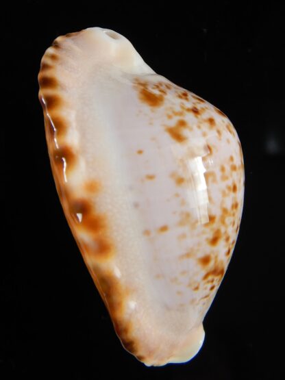 Zoila ketyana bataviensis 49,67 mm Gem -55409