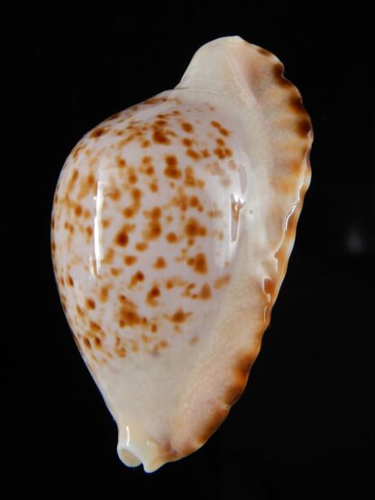 Zoila ketyana bataviensis 49,67 mm Gem -55410