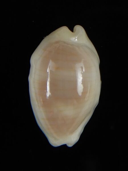 Palmadusta clandestina candida N&R 18,23 mm Gem-55773