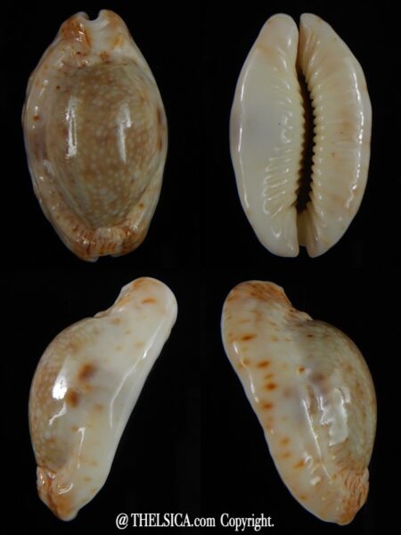 Erosaria erosa chlorizans N&R 37,95 mm Gem-0
