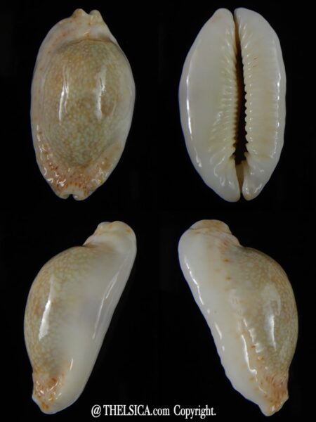 Erosaria erosa chlorizans N&R 40,10 mm Gem-0