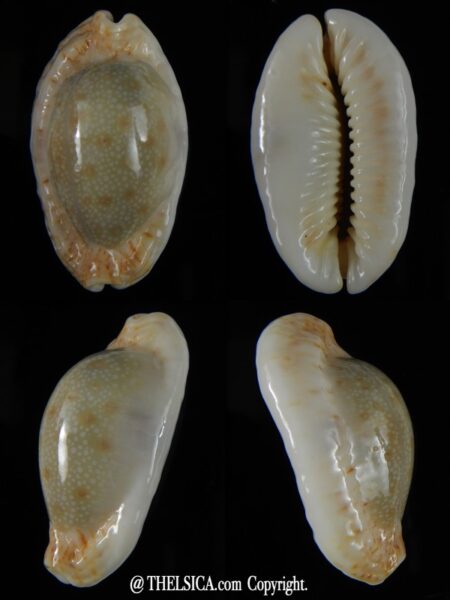 Erosaria erosa chlorizans N&R 42,80 mm Gem-0