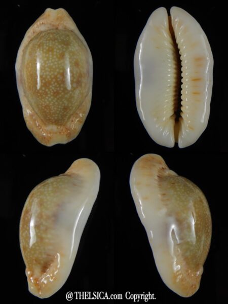 Erosaria erosa chlorizans N&R 45,05 mm Gem-0