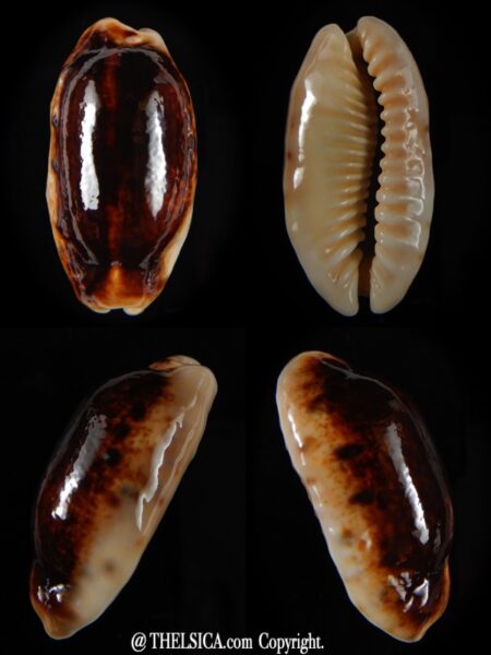 Erronea caurica longior N&R 40,90 mm Gem-0