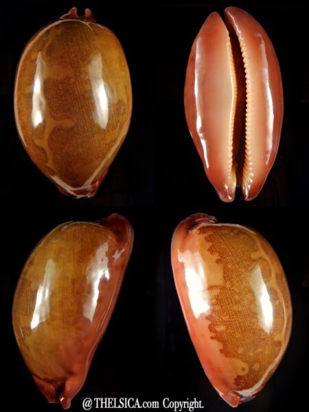 Leporicypraea..mappa panerythra ..super red... 80,40 mm Gem-0