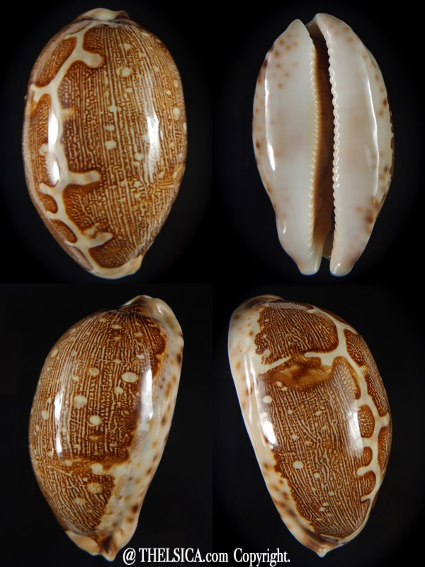 Leporicypraea mappa geographica rewa f. ROVAE 66,70 mm F+++/Gem-0