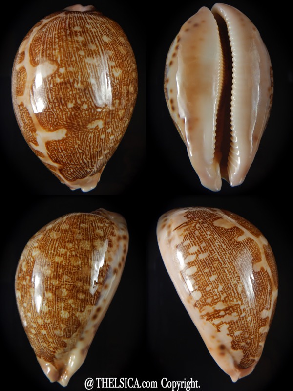 Leporicypraea mappa geographica rewa f. ROVAE 67,65 mm F+++/Gem-0