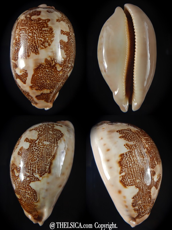 Leporicypraea mappa geographica rewa f. ROVAE 70,27 mm Gem-0