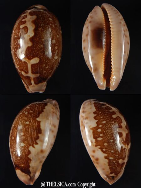 Leporicypraea mappa viridis montrouzieri 66,67 mm Gem-0
