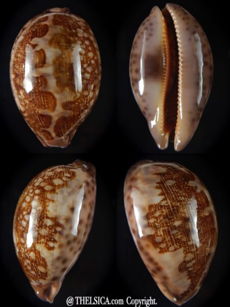 Leporicypraea mappa viridis montrouzieri 72,13 mm Gem-0