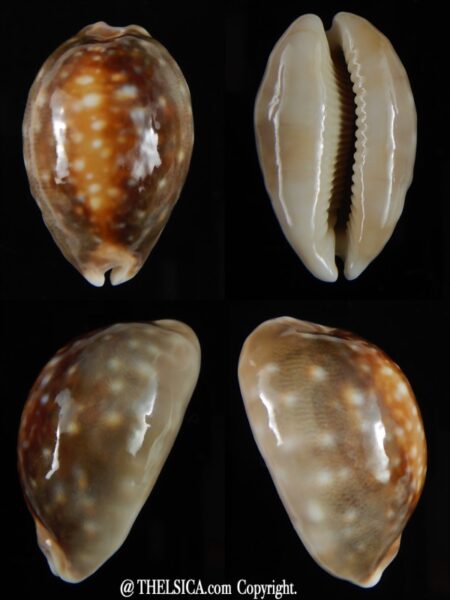 Lyncina vitellus vitellus N&R 39,77 mm Gem-0