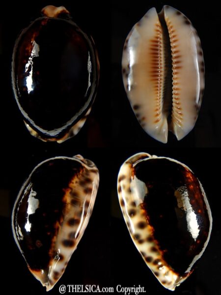Mauritia arabica arabica N&R 55 mm Gem -0