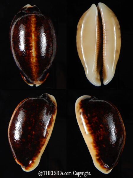 Mauritia eglantina eglantina N&R 49,30 mm Gem-0