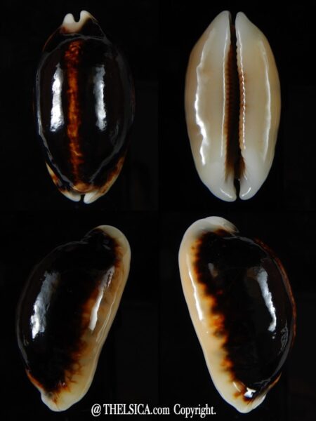 Mauritia eglantina eglantina N&R 50,13 mm Gem-0