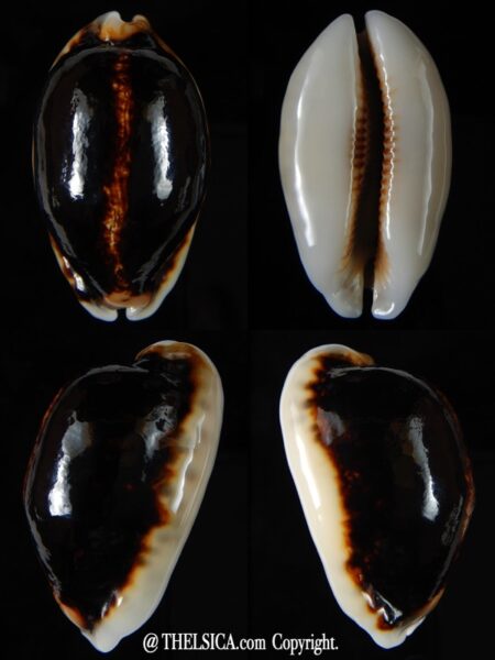 Mauritia eglantina eglantina N&R 52,11 mm Gem-0