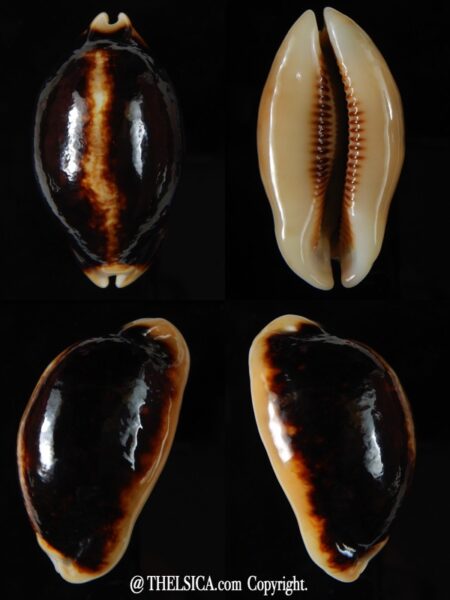 Mauritia eglantina eglantina N&R 52,34 mm Gem-0
