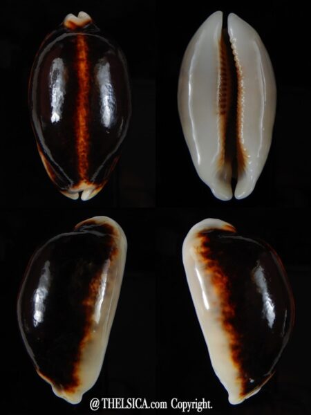 Mauritia eglantina eglantina N&R 52,45 mm Gem-0