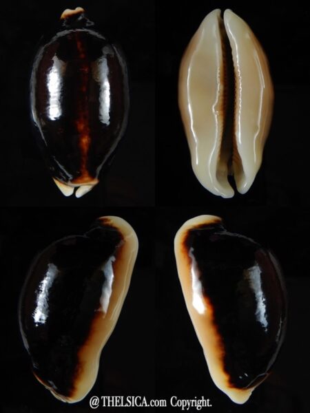 Mauritia eglantina eglantina N&R 54,75 mm Gem-0