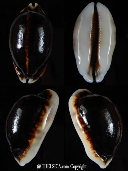 Mauritia eglantina eglantina N&R 55,17 mm Gem-0
