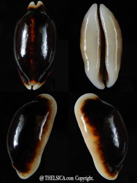 Mauritia eglantina eglantina N&R 55,27 mm Gem-0