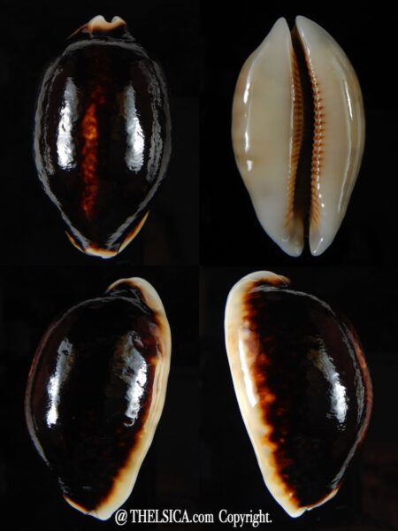 Mauritia eglantina eglantina N&R 55,95 mm Gem-0