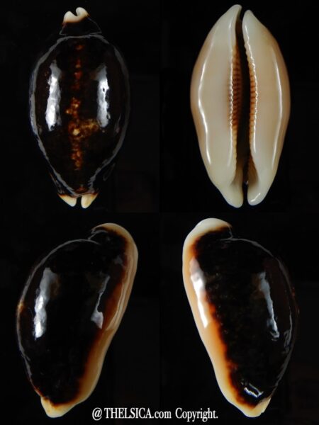 Mauritia eglantina eglantina N&R 56,26 mm Gem -0