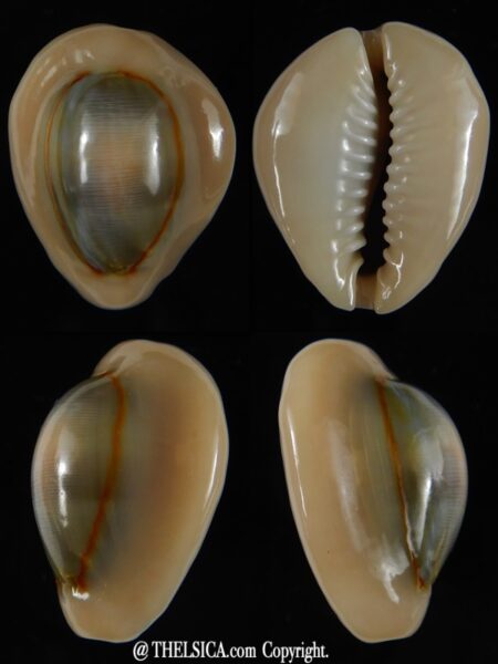 Monetaria annulus annulus... 26,50 mm Gem-0