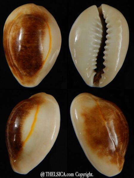 Monetaria annulus..NIGER colour. 23,78 mm Gem-0