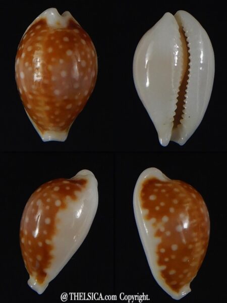 Naria bernardi bernardi 14,90 mm Gem-0