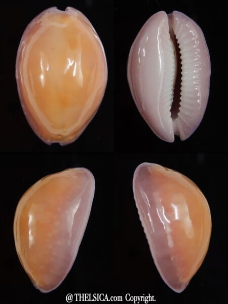 Naria poraria N&R 24,45 mm Gem-0