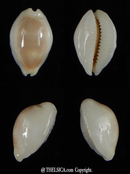 Palmadusta clandestina candida N&R 14,45 mm Gem-0