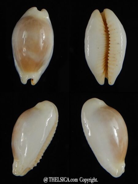 Palmadusta clandestina candida N&R 15,28 mm Gem-0