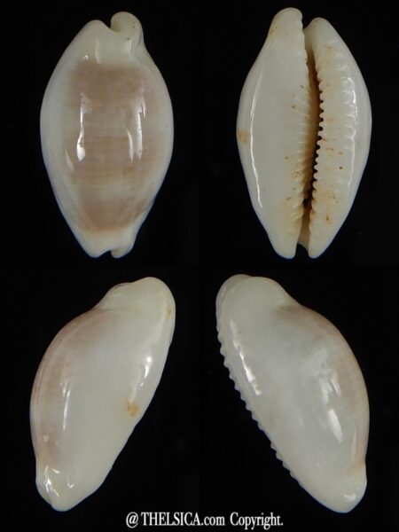 Palmadusta clandestina candida N&R 16,90 mm Gem-0